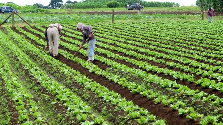 110425 Trabajadores agrarios
